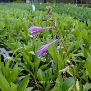 Hosta clausa var. normalis