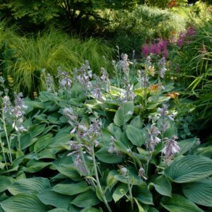 Hosta fortunei 'Hyacinthina'