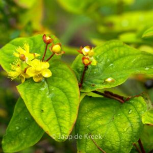 Hypericum androsaemum