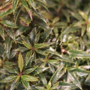Ilex aquifolium 'Hachzwerg' (HECKENZWERG)