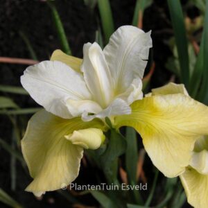 Iris sibirica 'Butter and Sugar'