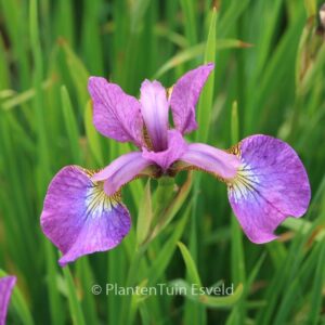 Iris sibirica 'Sparkling Rose'