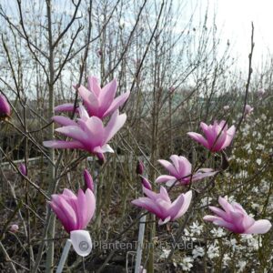 Magnolia 'Early Rose'