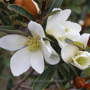 Magnolia laevifolia 'Willow Leaf'