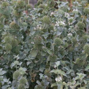 Marrubium incanum