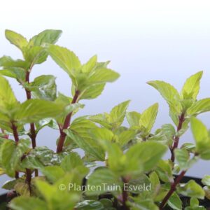Mentha gracilis 'Ginger'