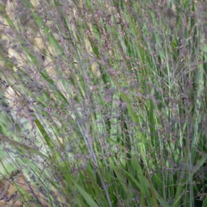 Panicum virgatum 'Purple Tears'