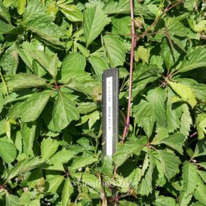 Parthenocissus inserta