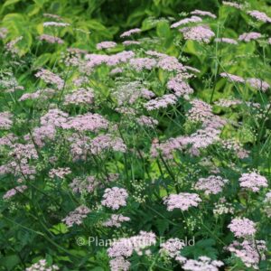 Pimpinella major 'Rosea'