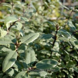 Pittosporum tenuifolium 'Silver Ball'
