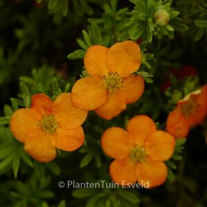 Potentilla fruticosa 'Hachdon' (BELLA SOL)