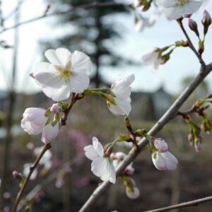 Prunus 'Mieke' (ROYAL FLAME)
