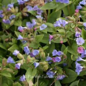 Pulmonaria angustifolia