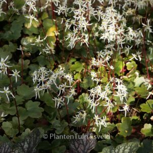 Saxifraga cortusifolia 'Rubrifolia'