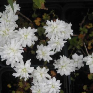 Saxifraga granulata 'Plena'