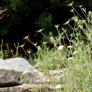 Scabiosa argentea