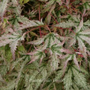 Acer palmatum 'Peve Multicolor'