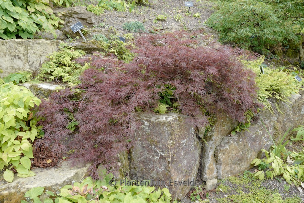 Acer palmatum 'Red Filigree Lace'