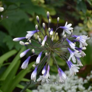 Agapanthus 'Fireworks'