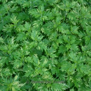 Artemisia vulgaris 'Oriental Limelight'