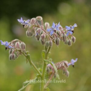 Borago officinalis