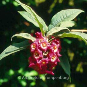 Buddleja colvilei