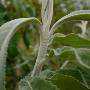 Buddleja yunnanensis