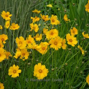 Coreopsis grandiflora 'Schnittgold'