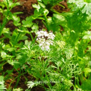 Coriandrum sativum