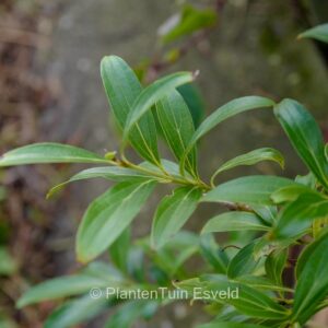Cornus quinquenervis