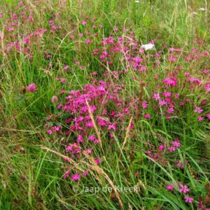 Dianthus deltoides