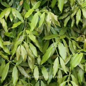 Euonymus fimbriatus