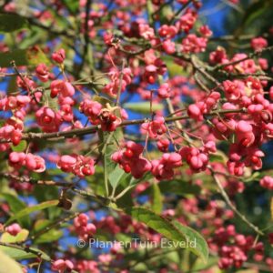 Euonymus hamiltonianus