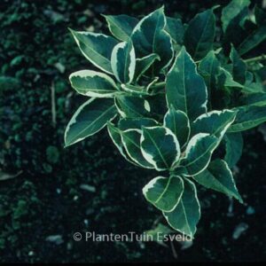 Euonymus hamiltonianus 'Snow'