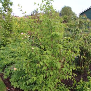 Euonymus sanguineus