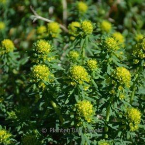 Euphorbia deflexa