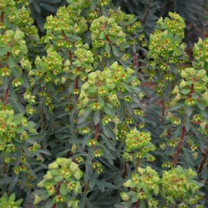 Euphorbia martini