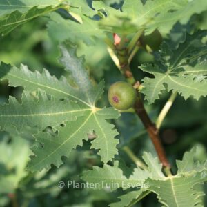 Ficus carica 'Icecrystal'