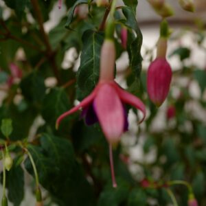 Fuchsia 'Gerrit van Veen'