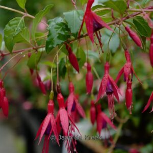 Fuchsia 'Tenella'