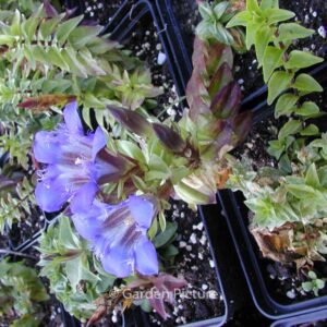 Gentiana septemfida lagodechiana