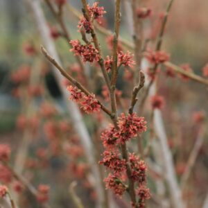 Hamamelis vernalis 'January Pride'