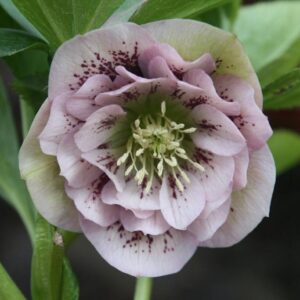 Helleborus orientalis 'Double Ellen Pink Spotted'