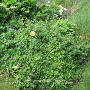 Hydrangea anomala 'Brookside Littleleaf'