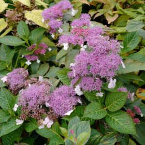 Hydrangea aspera 'Rosemary Foster'
