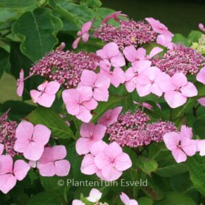 Hydrangea macrophylla 'Bleu Bleu Vasterival'