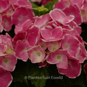 Hydrangea macrophylla 'Cabaret'