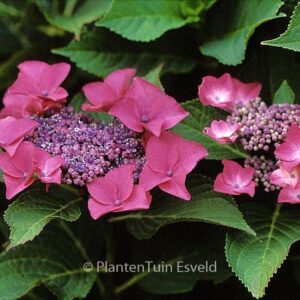 Hydrangea macrophylla 'Flamingo'