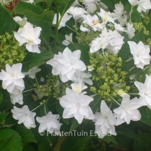 Hydrangea macrophylla 'Hanabi' (FIREWORKS)