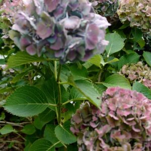 Hydrangea macrophylla 'Hortmabluebel' (MAGICAL BLUEBELLS)